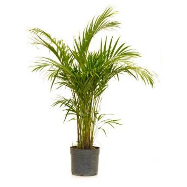 Planta Areca 